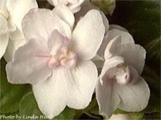 Midget Snowdrops (E. Champion) Double white/pink and green tints. Crown variegated light green and gold, plain. Miniature