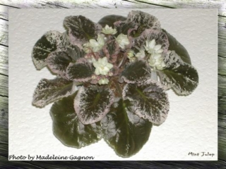 Mint Julep 06/01/1987 (B. Bryant) Semidouble-double white pansy/green edge. Variegated medium green and pink, ovate, quilted. Standard (TX Hyb)