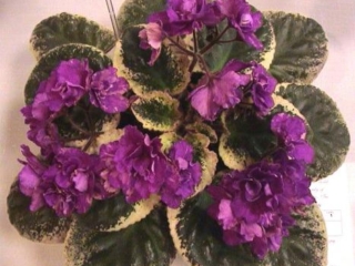 Miss Santa Cruz 06/03/1998 (C. Cornibe) Semidouble-double fuchsia-pink two-tone frilled/thin white and-or green edge, variable darker tips. Variegated green, white and pink. Standard (Western)