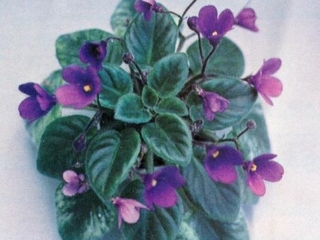 Mister Right 04/09/1983 (C. Phillips) Single purple bell. Variegated medium green and cream, pointed. Miniature (TX Hyb)