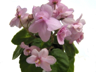 Mouse Maid (Storytella) Semidouble pink. Girl foliage. Miniature