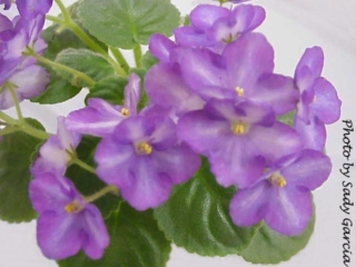 Ms. Gigglebox (S. Sorano) Semidouble chimera light purple pansy/white stripe. Medium green, ovate, quilted. Semiminiature