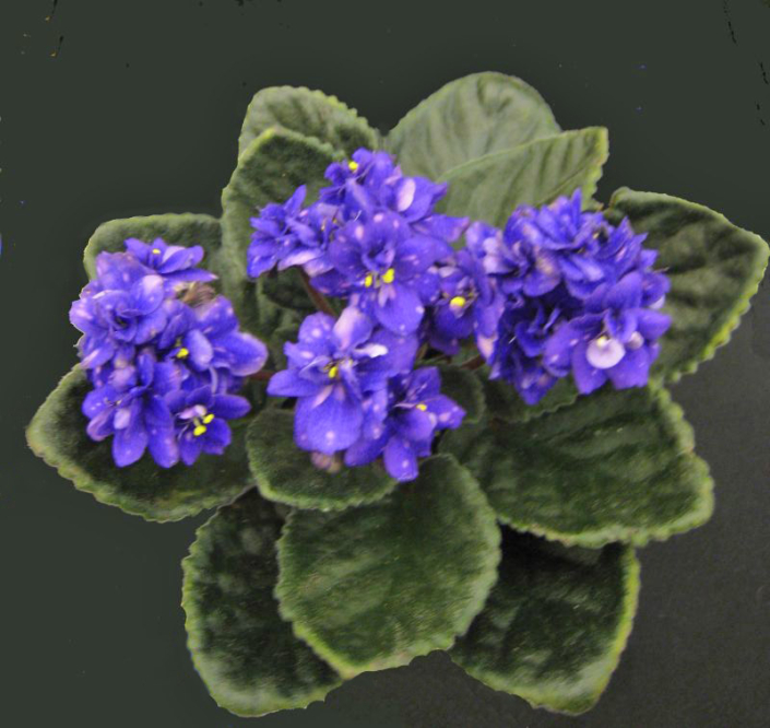 Ness' Blueberry Puff (D. Ness) Semidouble dark blue pansy/pink fantasy. Dark green, glossy, scalloped/red back. Small standard