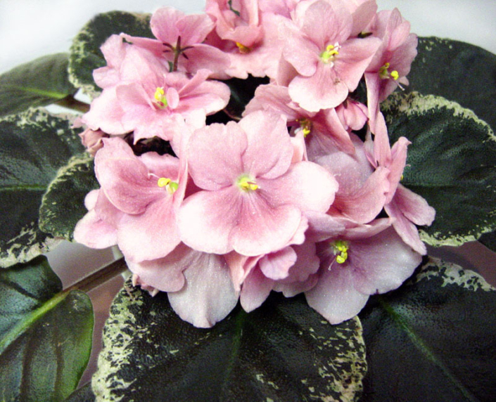 Ness' Coral Sunset 01/19/1995 (D. Ness) Semidouble coral pansy. Variegated dark green, cream, tan and pink, plain, scalloped/red back. Large