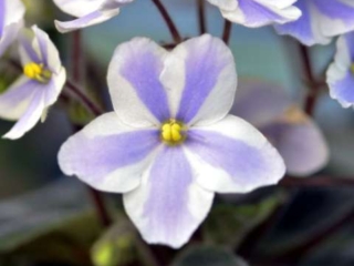 O'Fortuna O'Fortuna 01/07/2016 (D. Landek) Single chimera white sticktite pansy/light lavender stripe. Dark green, ovate, quilted, hairy, scalloped. Standard