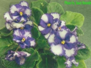 Oceanside Oceanside (S. Sorano) Semidouble chimera dark blue frilled pansy/white stripe. Medium green. Standard