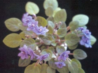 October Seas October Seas 01/22/1986 (C. Sotkiewicz) Double royal blue star. Medium green, pointed, quilted. Miniature trailer