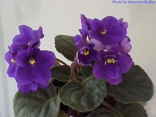 Officer Krupke Officer Krupke 07/18/1997 (K. Stork) Semidouble-double dark violet-blue pansy. Dark green, quilted/red back. Standard