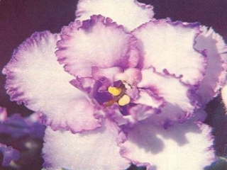 Oh Susannah Oh Susannah 03/18/1981 (I. Fredette) Double white and blue violet frilled. Plain. Standard