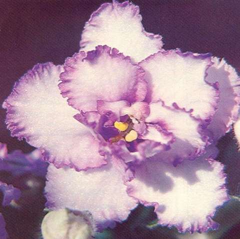 Oh Susannah 03/18/1981 (I. Fredette) Double white and blue violet frilled. Plain. Standard