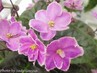 Ohio Summertime Ohio Summertime