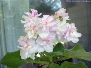 Okie Cotton Candy Okie Cotton Candy