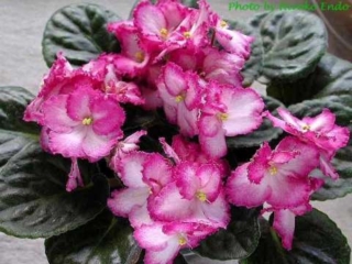 Okie Easter Bunny Okie Easter Bunny 03/11/1998 (J. Cochran) Single pale pink sticktite pansy/wide bright raspberry frilled edge. Medium green, quilted. Standard