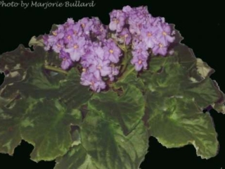 Okie Grape Festival Okie Grape Festival 04/29/2000 (J. Cochran) Single lavender two-tone sticktite frilled pansy/darker tips. Medium green, plain, scalloped. Standard