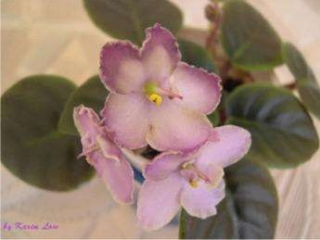 Oksana Oksana 11/09/1996 (S. Sorano) Semidouble lavender pansy/variable darker-tipped top petals. Medium-dark green, plain. Semiminiature