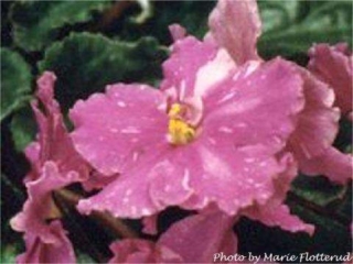 Old Dominion Sparkler Old Dominion Sparkler 01/25/1984 (H. Homyer) Semidouble hot pink two-tone fantasy star. Spooned, pointed, glossy. Standard