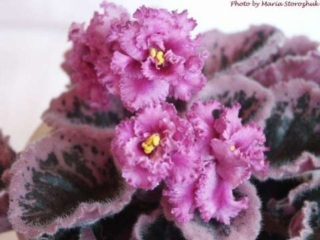 Old-fashioned Love Old-fashioned Love 02/03/2003 (Lyndon Lyon Greenhouses/Sorano) Double fuchsia star/lighter frilled edge. Variegated dark green, cream and pink, serrated. Standard