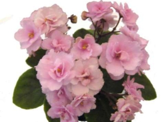 Old-fashioned Rose Old-fashioned Rose 03/22/2008 (Lyndon Lyon Greenhouses/P. Sorano) Double light pink pansy. Medium green, ovate. Semiminiature