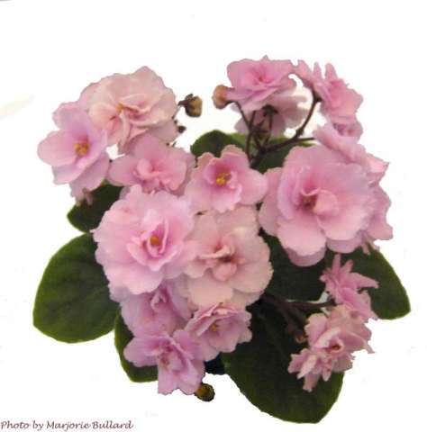 Old-fashioned Rose 03/22/2008 (Lyndon Lyon Greenhouses/P. Sorano) Double light pink pansy. Medium green, ovate. Semiminiature