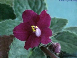 Omaha Thunder Omaha Thunder 01/08/2001 (K. Stork) Single-semidouble dark red star. Medium-dark green, pointed, serrated/red back. Standard