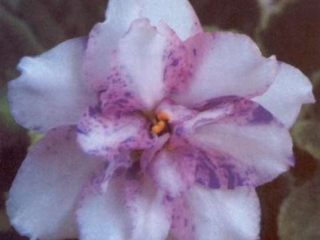 On Edge On Edge 02/19/1985 (C. Applegate) Double chimera white star/thin pink and purple fantasy edge. Light green, plain. Standard