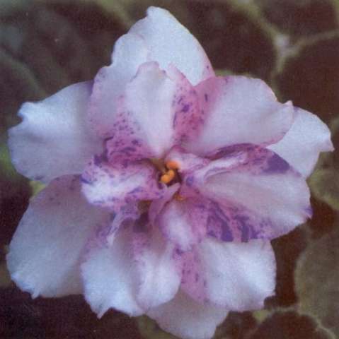 On Edge 02/19/1985 (C. Applegate) Double chimera white star/thin pink and purple fantasy edge. Light green, plain. Standard