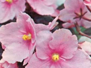 Open Face Open Face 03/27/1974 (M. Steele/F. Richter) Semidouble rose star. Plain, ovate. Standard