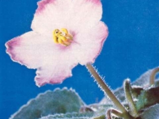 Opera Star Opera Star 03/27/1974 (M. Steele/F. Richter) Semidouble pink star. Ovate, quilted. Standard