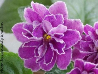 Opera's Electra Opera's Electra (D. Burdick) Double medium pink star/blue fantasy. Medium green, wavy. Standard