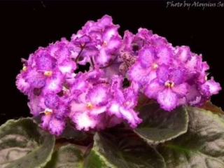 Opera's Il Straniero Opera's Il Straniero 12/09/2005 (D. Burdick) Semidouble light pink ruffled pansy/variable blue fantasy; wide raspberry edge. Dark green, plain, quilted, glossy/red back. Large