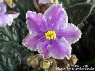 Opera's Juliet Opera's Juliet 12/09/2005 (D. Burdick) Semidouble pale lavender-blue large star/white and variable light pink fantasy; thin white edge. Dark green, plain, quilted, glossy/red back. Large