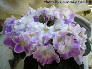 Opera's Paolo Opera's Paolo 12/09/2005 (D. Burdick) Semidouble light lavender-orchid ruffled pansy/white eye, variable white-pink fantasy; thin white edge. Medium green, plain. Standard