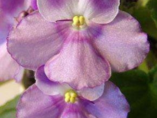 Opera's Renee Opera's Renee 12/09/2005 (D. Burdick) Single-semidouble white pansy/lavender patches. Medium green, plain. Standard