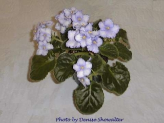 Optimara Alaska II Optimara Alaska II 12/14/1995 (Holtkamp) Single white frilled/blue center, edge. Medium green, plain, pointed, hairy, wavy, serrated. Standard