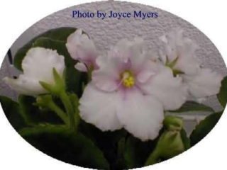 Optimara Rocky Mountain Optimara Rocky Mountain 05/25/1987 (Holtkamp) Single-semidouble white/red-purple center, edge. Dark green, plain, wavy. Standard