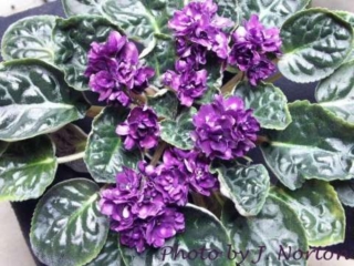 Optical Illusion Optical Illusion 03/22/2008 (Lyndon Lyon Greenhouses/P. Sorano) Double dark plum star/light pink fantasy. Dark green, ovate, quilted, serrated. Standard