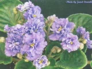 Optimara Acadia Optimara Acadia 05/25/1987 (Holtkamp) Semidouble violet-blue. Olive green, plain. Standard