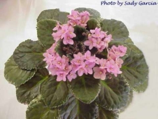 Optimara Affection Optimara Affection 12/14/1995 (Holtkamp) Single light pink ruffled star. Variegated medium green and cream, plain, glossy, hairy, serrated. Standard