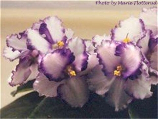 Optimara Alabama III Optimara Alabama III 12/14/1995 (Holtkamp) Single white ruffled/blue center, edge. Medium green, plain, hairy, serrated. Standard