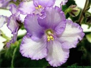 Optimara Alaska Optimara Alaska 11/19/1988 (Holtkamp) Single white star/violet-blue rays. Medium green, heart-shaped to ovate, hairy, serrated. Standard