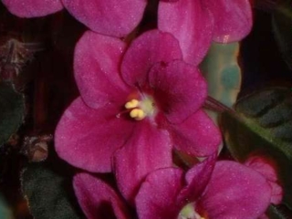 Optimara Arizona Optimara Arizona 05/25/1987 (Holtkamp) Single red-purple. Dark green, plain/red-purple back. Standard