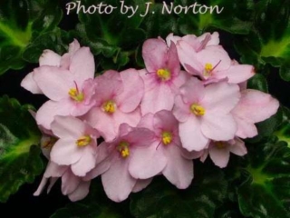 Optimara Atlanta II Optimara Atlanta II 11/19/1988 (Holtkamp) Single pale pink. Dark green, glossy, serrated girl foliage. Small standard