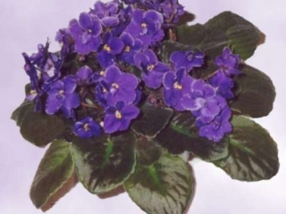 Optimara Barbados Optimara Barbados 05/25/1987 (Holtkamp) Single dark violet-blue/thin white ruffled edge. Dark green, plain. Standard