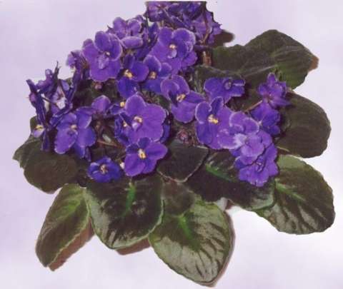 Optimara Barbados 05/25/1987 (Holtkamp) Single dark violet-blue/thin white ruffled edge. Dark green, plain. Standard