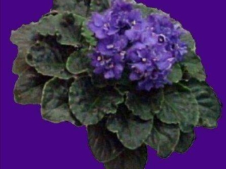 Optimara Berlin Optimara Berlin 07/06/1993 (Holtkamp) Semidouble blue star/white frilled edge. Medium green, ovate, glossy, hairy, wavy, serrated. Large