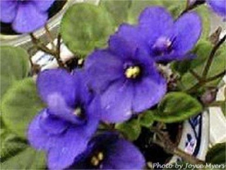 Optimara Blue Topaz Optimara Blue Topaz 04/11/1990 (Holtkamp) Single purple-blue. Medium green, pointed, hairy, glossy. Miniature