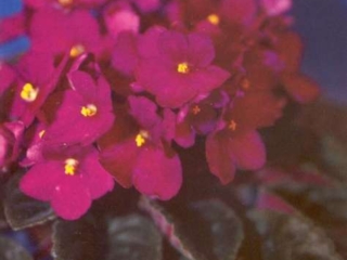 Optimara California III Optimara California III 02/03/2018 (R. Holtkamp Sr.) Single-semidouble dark red frilled pansy. Medium green, ovate, glossy, wavy, serrated/red back. Standard