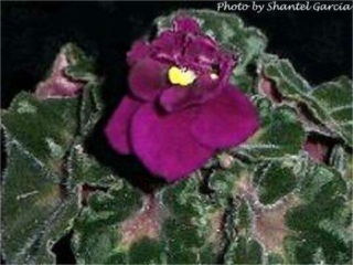 Optimara Capricorn Optimara Capricorn 05/25/1987 (Holtkamp) Single red-purple. Dark green, glossy girl foliage/lighter back. Small standard