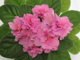 Optimara Cezanne Optimara Cezanne 01/31/2001 (Holtkamp) Semidouble-double bright pink/purple fantasy. Light-medium green, plain, glossy, hairy, scalloped. Standard