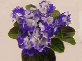 Optimara Chagall Optimara Chagall 01/31/2001 (Holtkamp) Single-semidouble white/variable dark blue patches. Medium green, plain, glossy, hairy, scalloped/red back. Standard